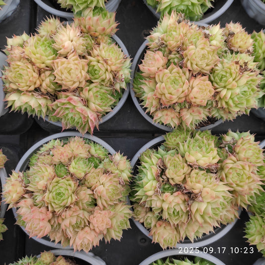 NGN688 ワイト　ソーダー x マルギャン（9cm pot）