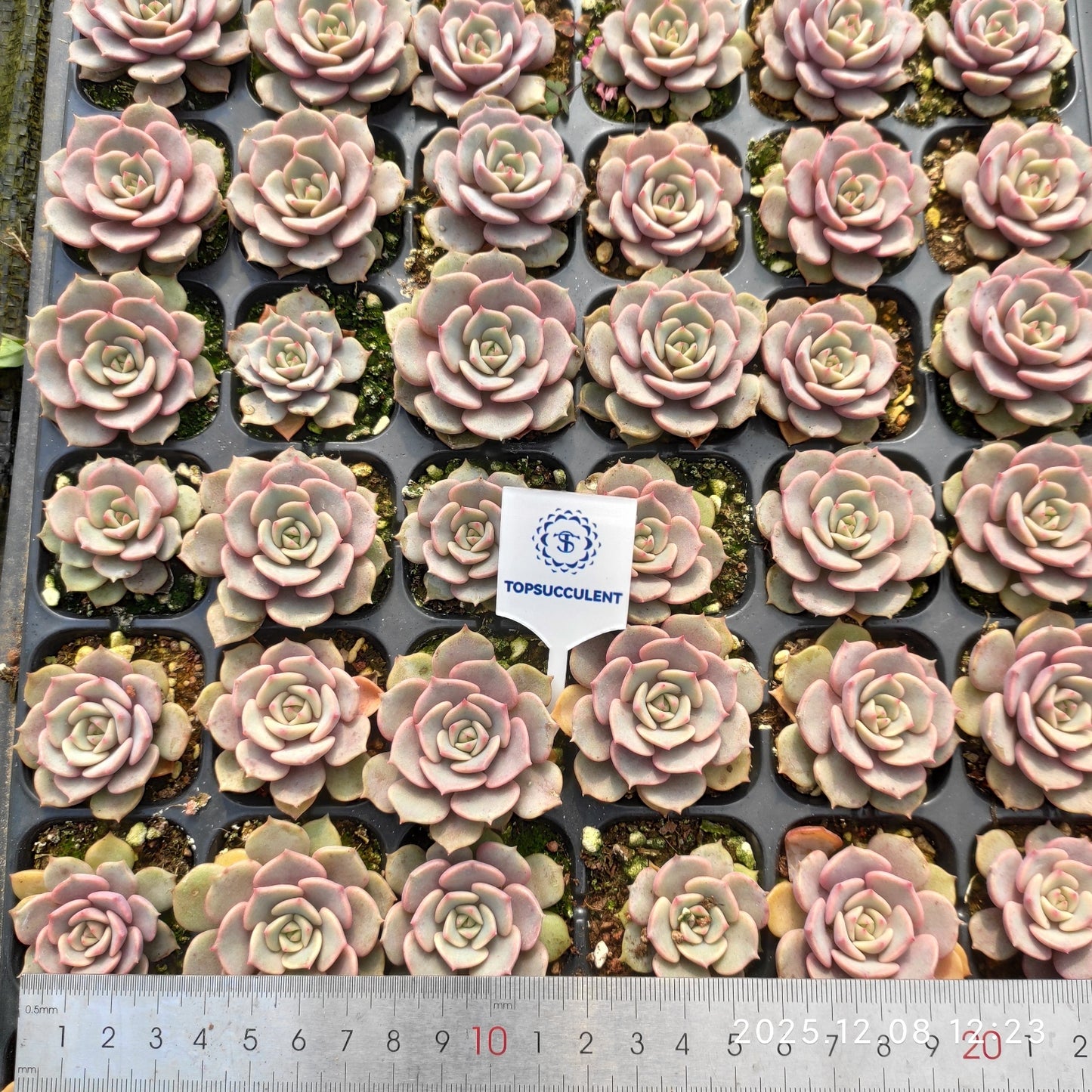 23226 ピンクバタフライ（3cm pot）（ポット苗）