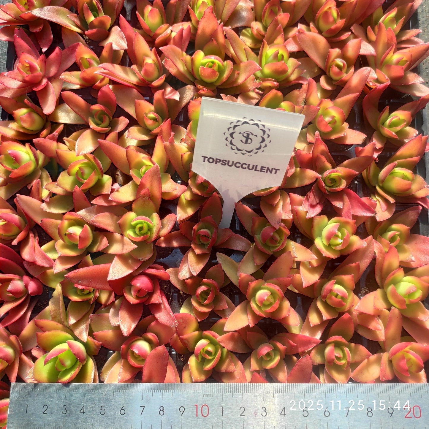 220631 クラッスラ・キャンプファイヤー（火祭）（3cm pot）（ポット苗）