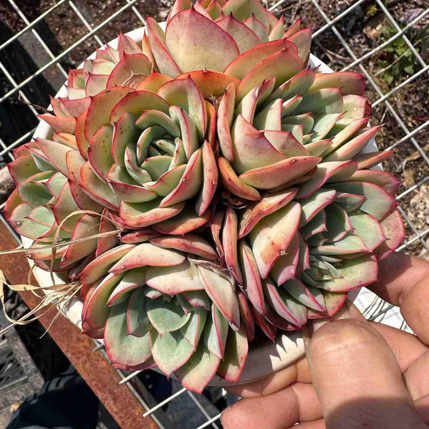 21296 モダンジェオン