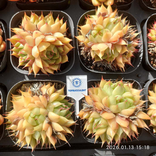 24686 シルバースノー