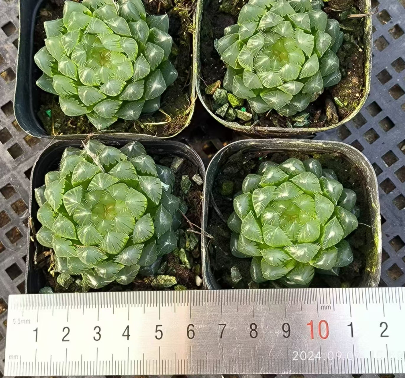 13136 アルカイダ