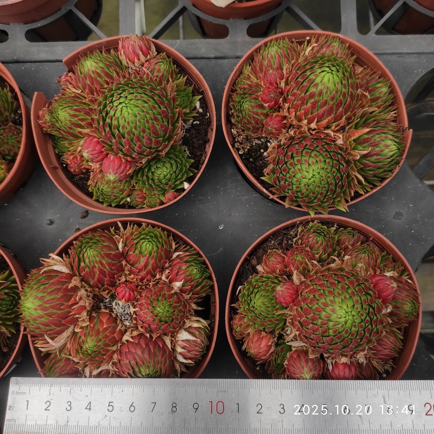 18388 ジョブ　オーリアニー（12cm pot）