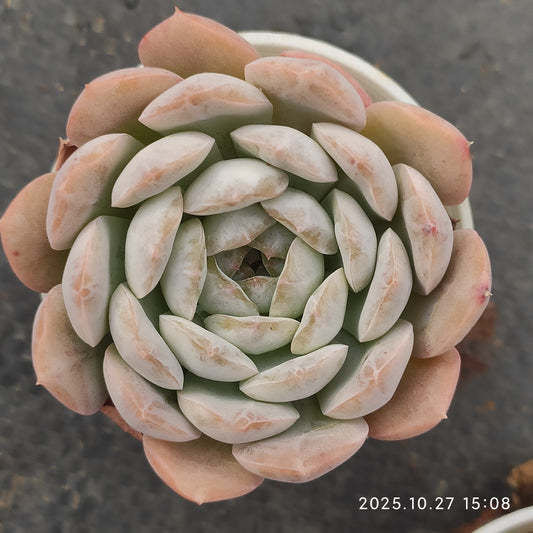 LB080 ドラゴン　クリスタル（5.5cm pot）