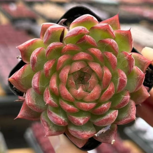 QNY149 パッショネイト　デゼルト（7cm pot）