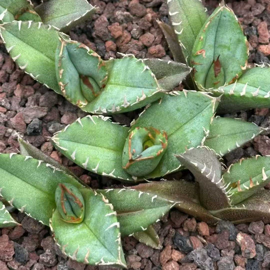 20307 アガベ　チタノタ　疣猪（いぼい）