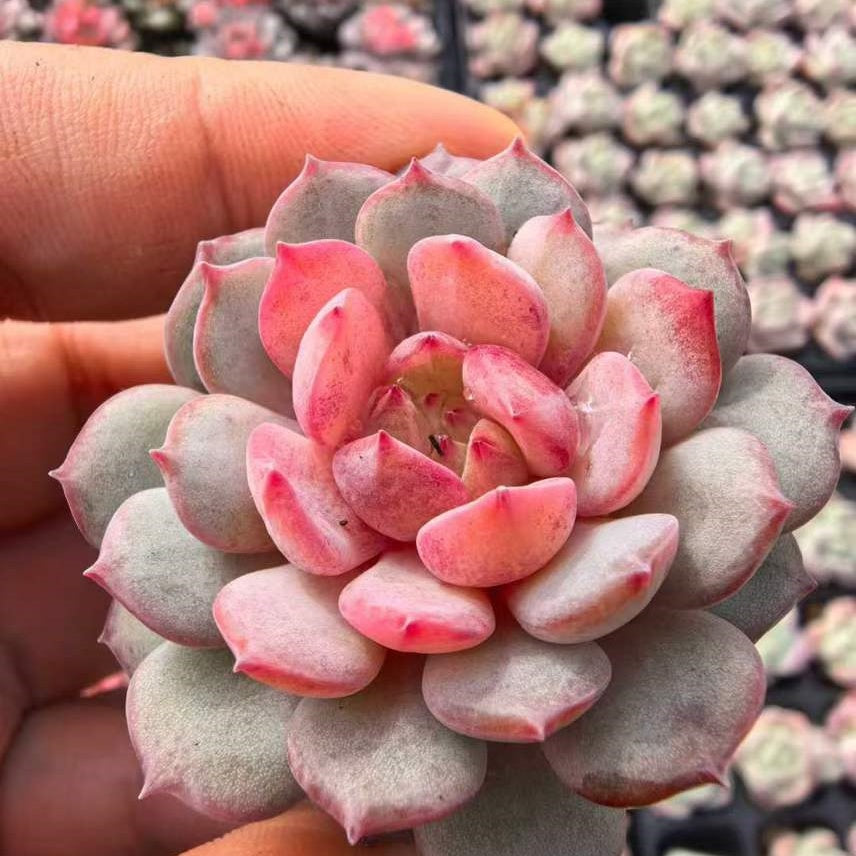 プラグトレー苗 20260122 – Top Succulent®