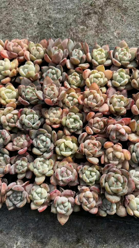 XS1053 シュガークリスタル（3cm pot）