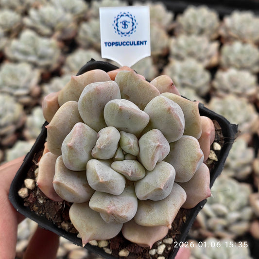 18911 スーパーミルク