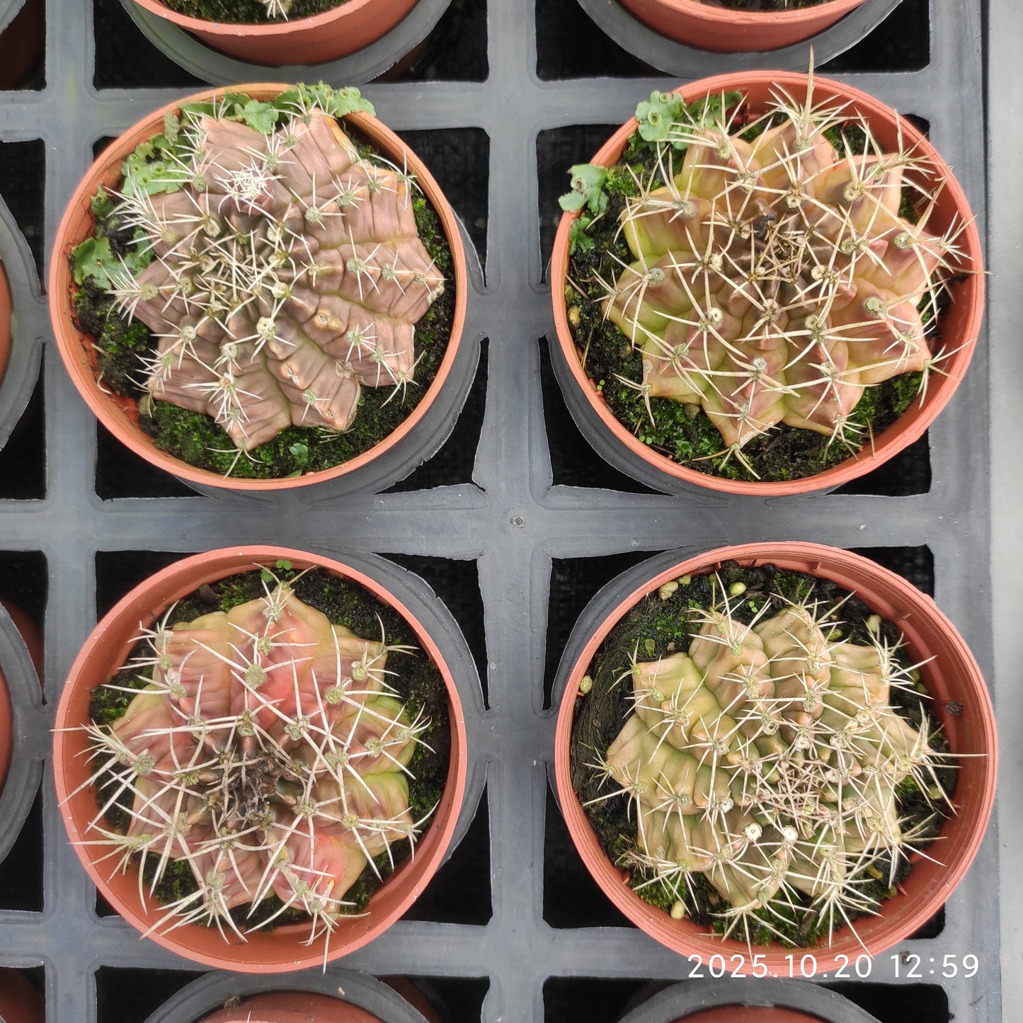 ZXX309 翠晃冠（9cm pot）