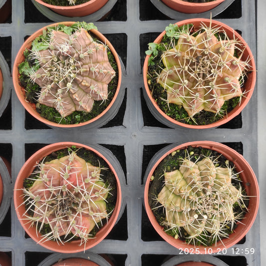 ZXX309 翠晃冠（9cm pot）