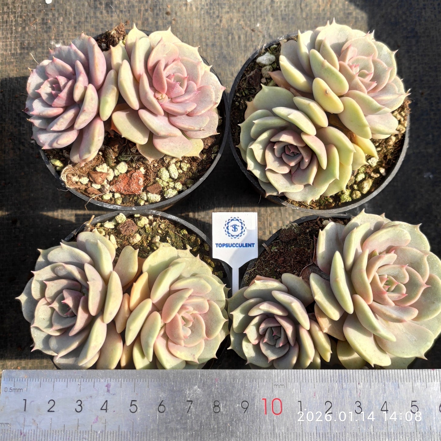 24725 ピンクバタフライ