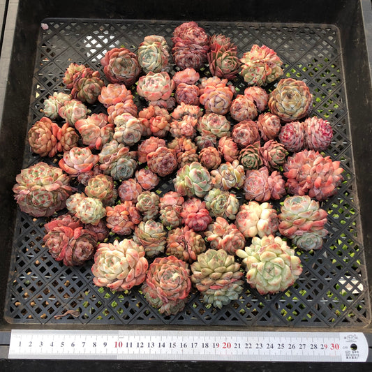 BL2121-007 ミックス苗