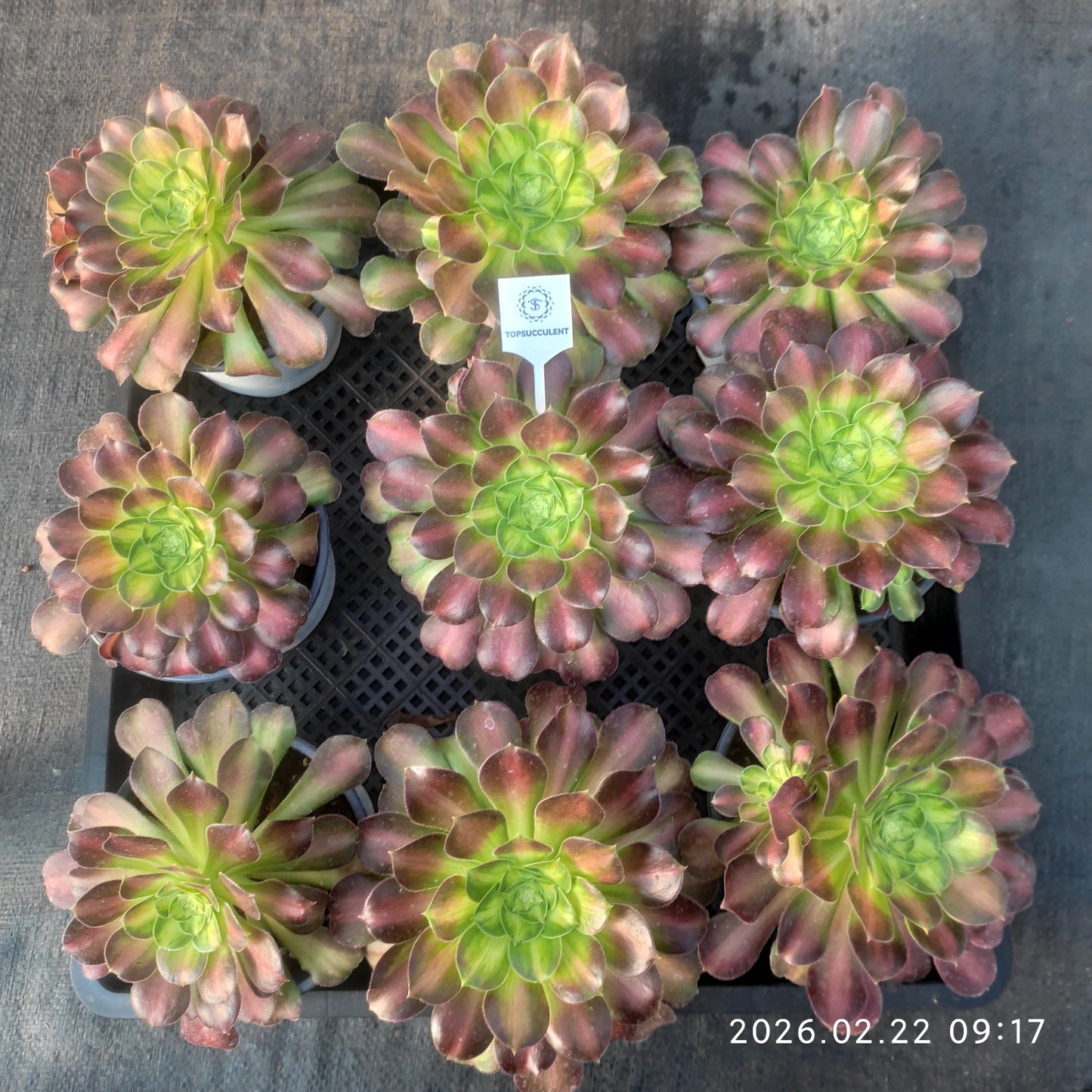 26085 アエオニウム　グロリアスユース