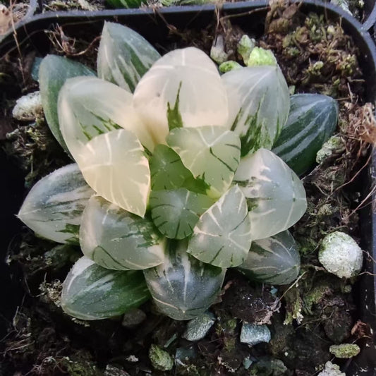 19931 ハオルチア オブツーサ錦 地泉（6.5cm pot）