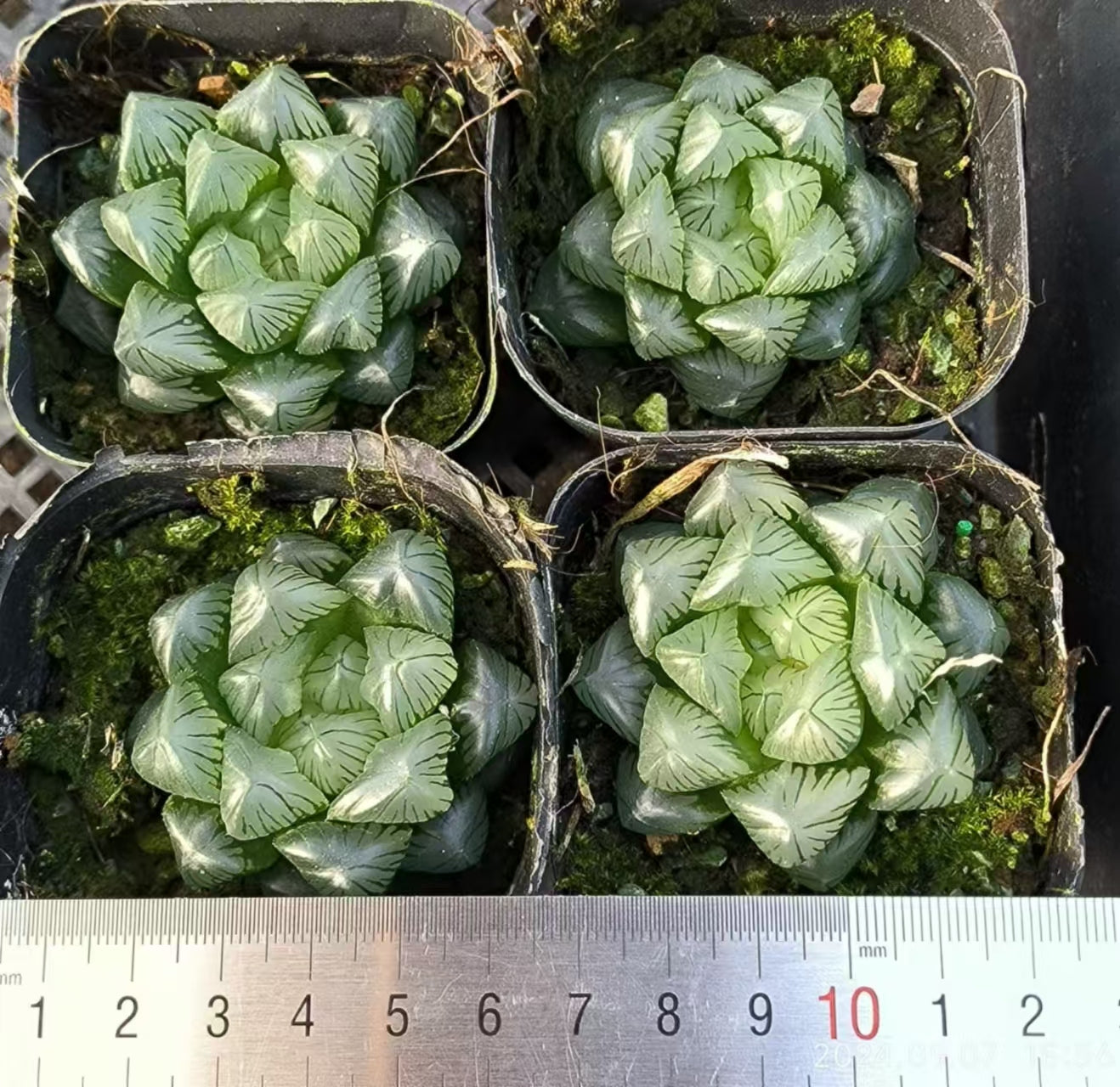 13132 翠オブツーサ