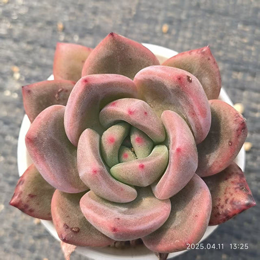 RDD144 ラブバードズ（6.5 cm pot）