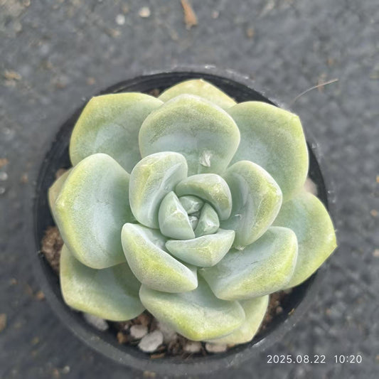 LYC191 アイスグリーン（6.5cm pot）