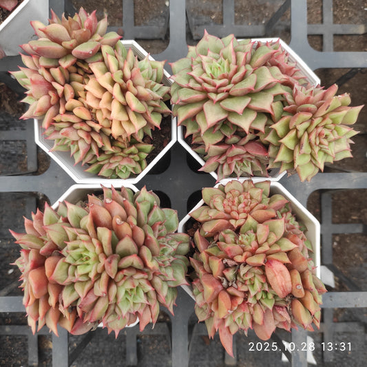 DQ154 テスラ（7cm pot）