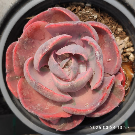 MMY561 ハートディライト錦(9cm pot)