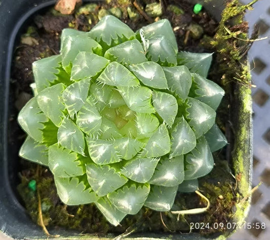 13136 アルカイダ