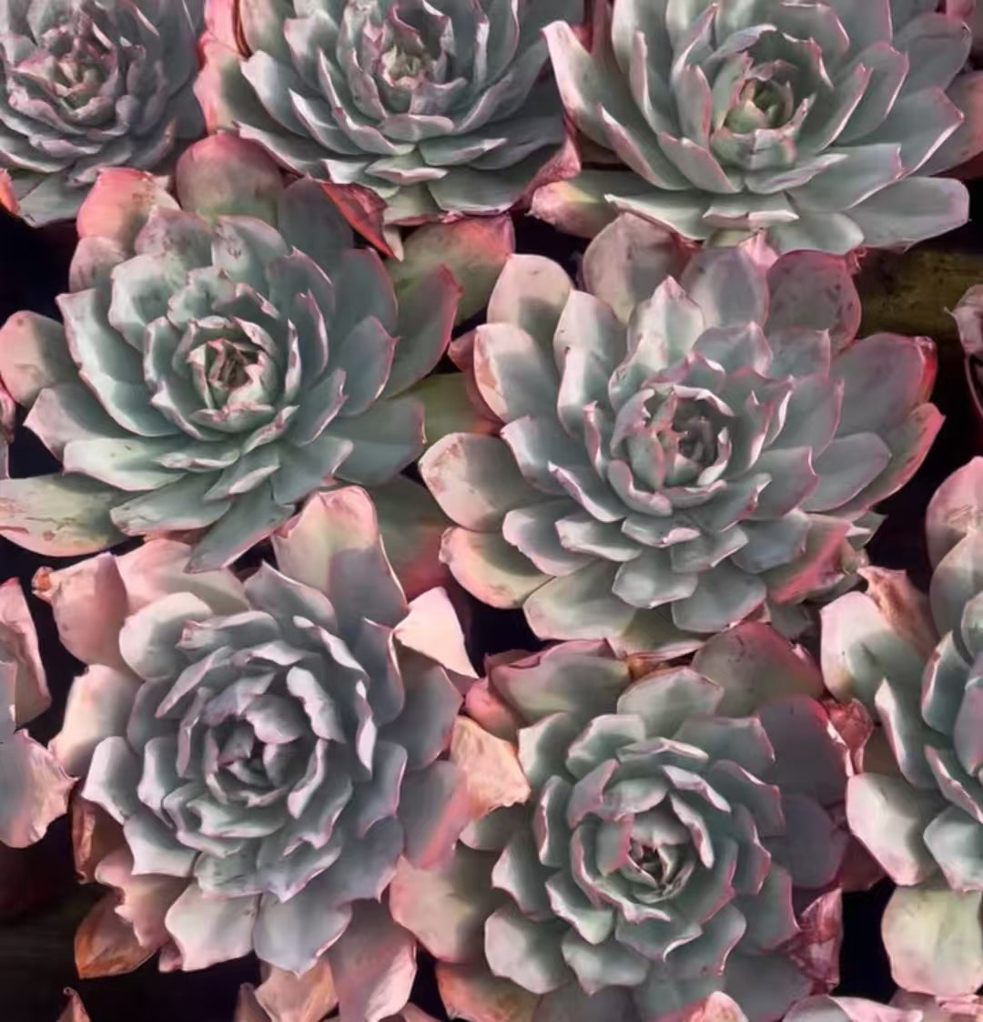 23415 ブルーライト（18cm pot）