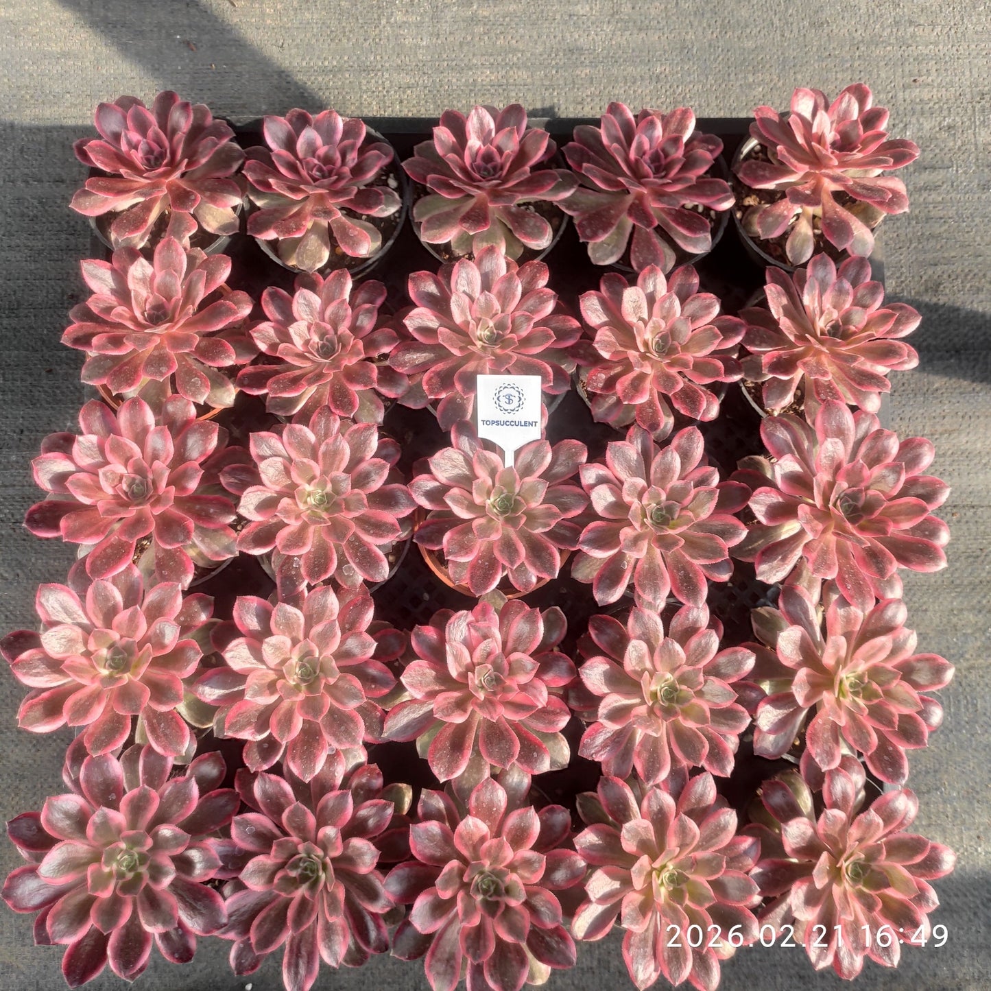 26083 ブラック　デビル