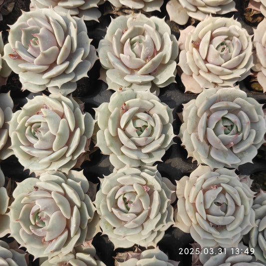 DWZ144 ローラ（7cm pot）