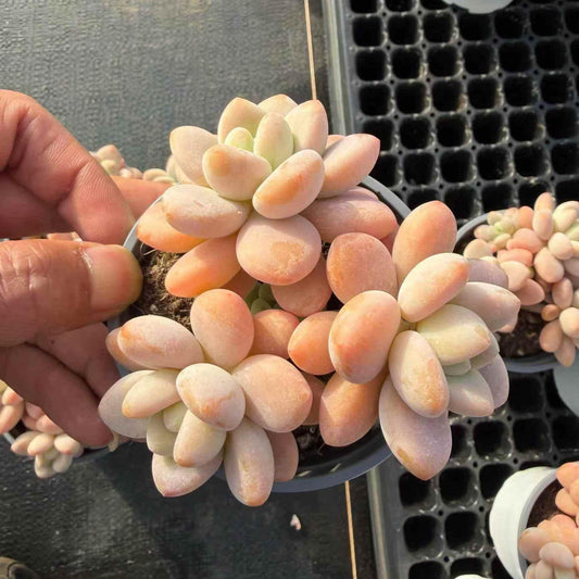 23918 レジェンド