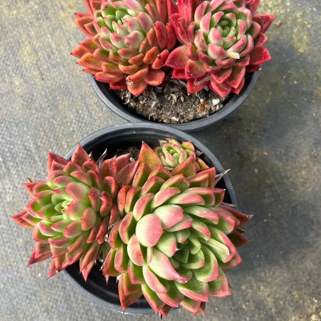 26178 レッド　アガボイデスHyb