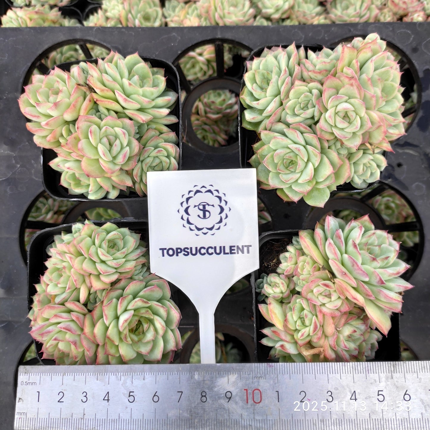 22474  ライン　クィーン（7cm pot）