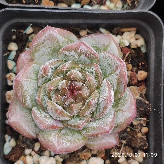 XQ1455 ダーク　アンバーHyb（7cm pot）