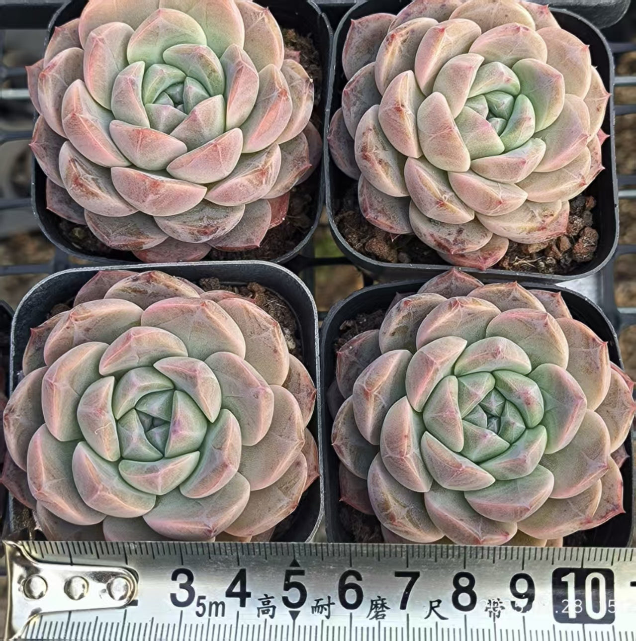 HC130 新品種　モンロー　Hyb （6.5cm pot）