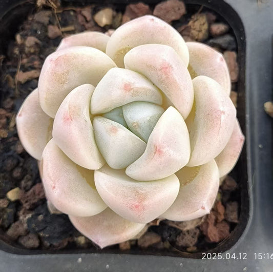 LG654 ジェイドバタフライ （6.5cm pot）