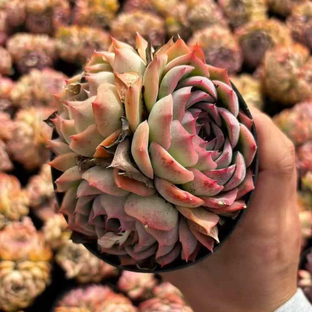 261041 シルエット