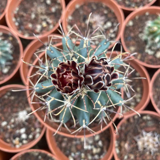 ZL537 アンシナタズ（6.5cm pot）