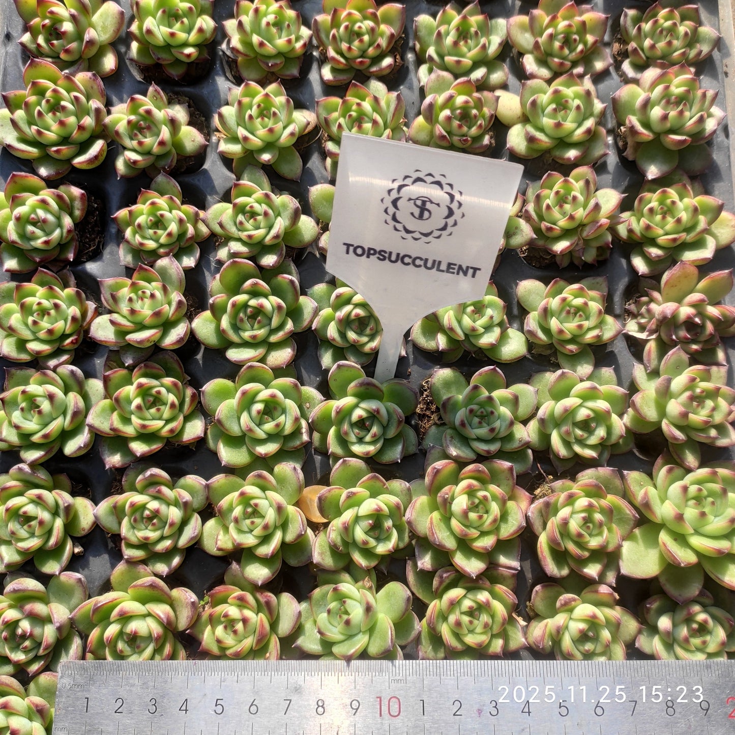 220501 ムーンストーン（3cm pot）（ポット苗）