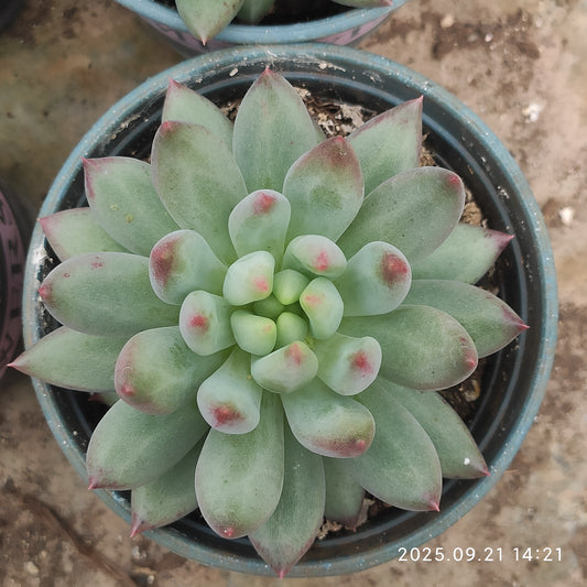 ZX266 イェオンジャー（12cm pot）
