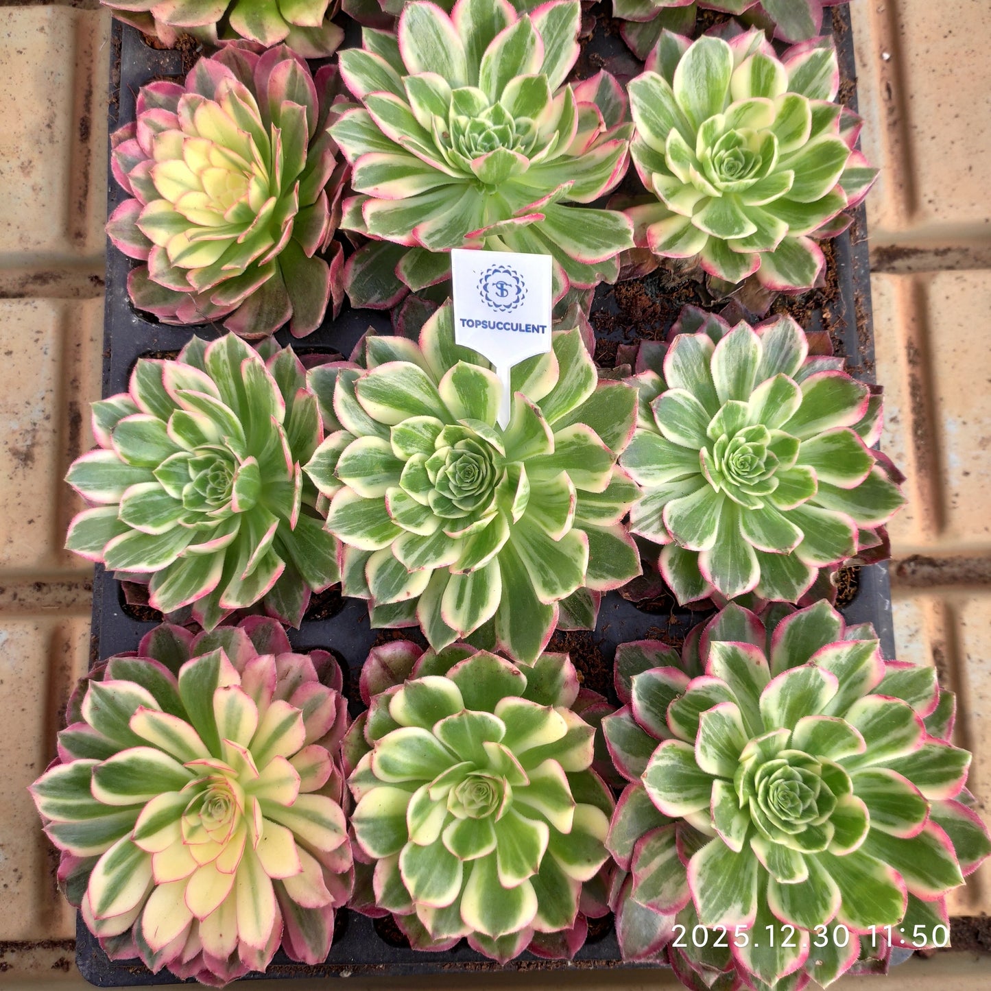 24055 ミルク　ワイト