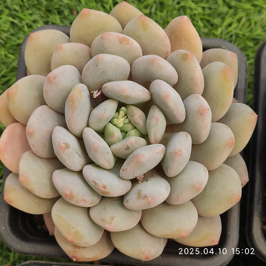 NGN410 ピンク　エーンジェル（9cm pot）