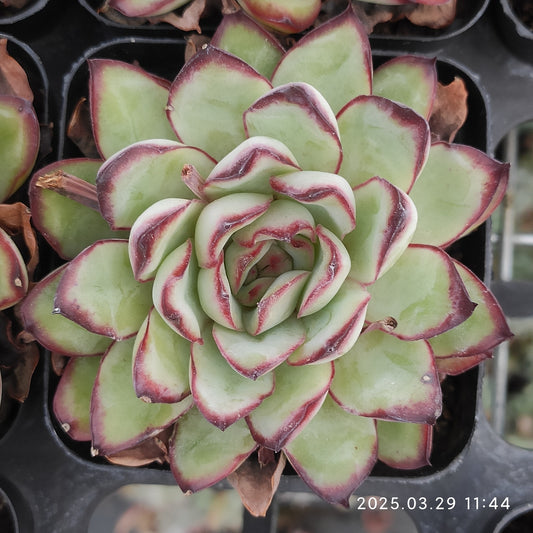MMT722 メキシコプリドニス （7cm pot）