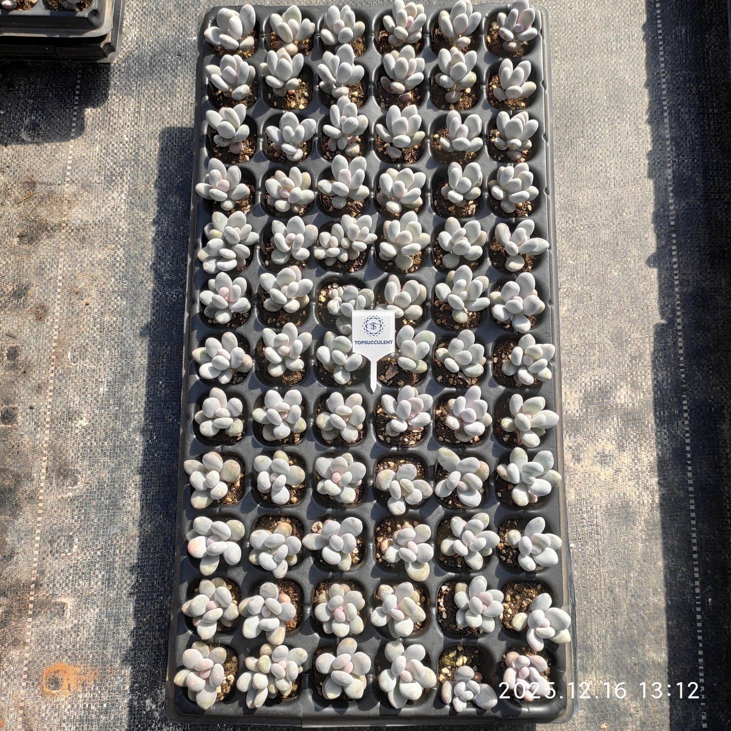 23709 オーベファーラム（3cm pot）