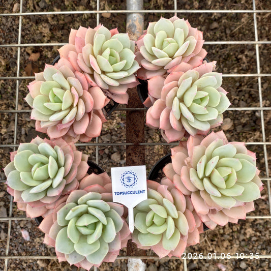 24343 ラブチューン