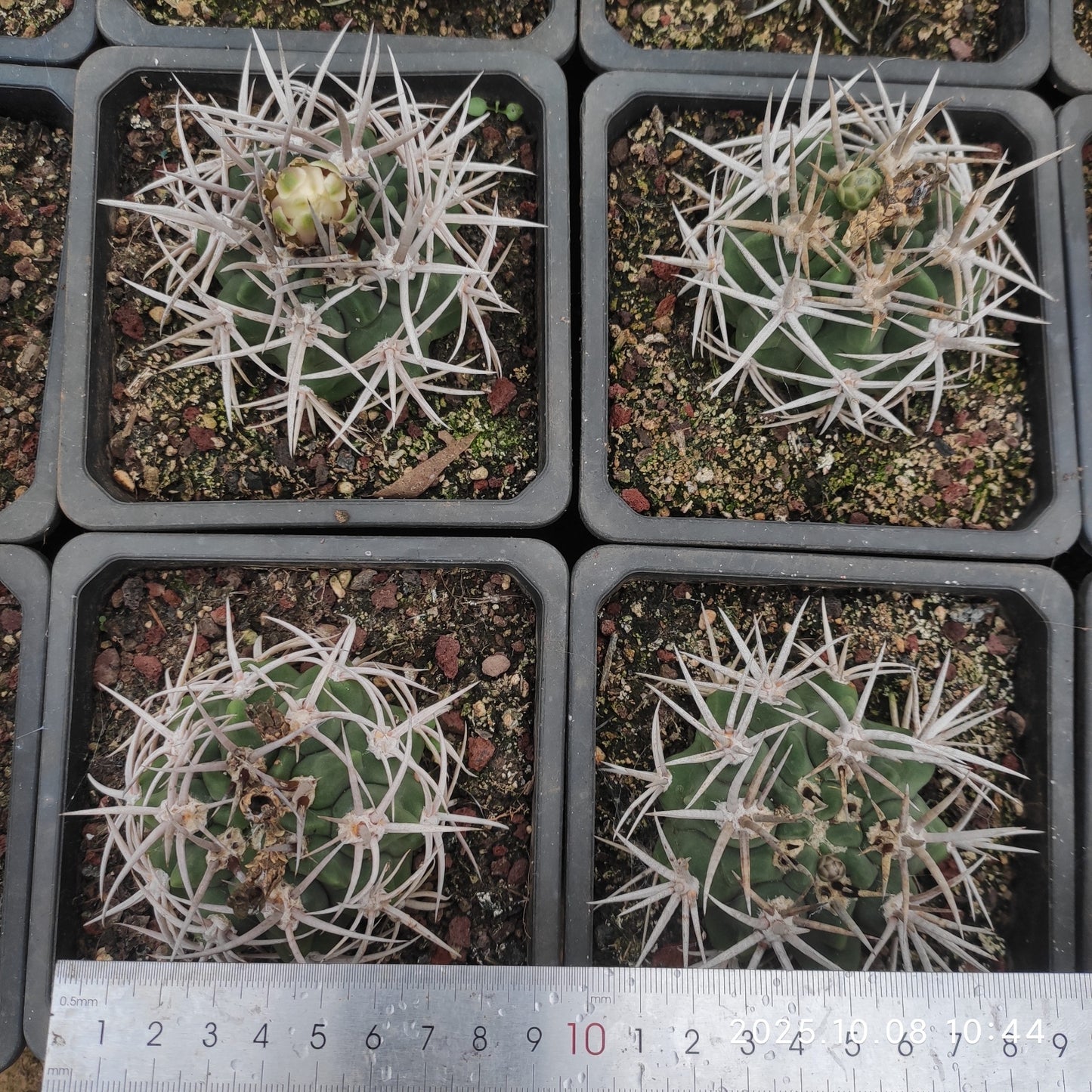 DMC052 碧厳玉（9cm pot）