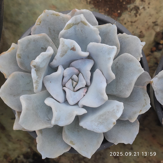 ZX077 クリスペートビューティ（9cm pot）
