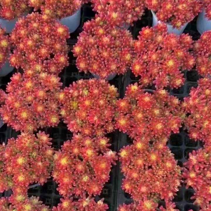 25170 クラウセン錦