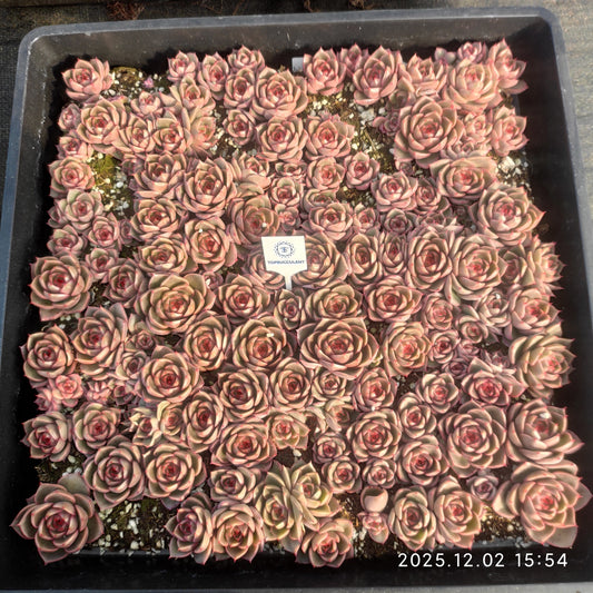 23048 アギャボイデズHyb（5cm pot）（ポット苗）