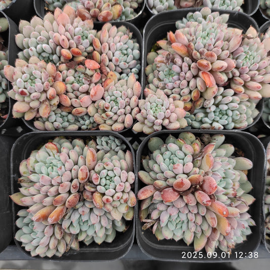 QN857 セトサー　ロンデリー（7cm pot）