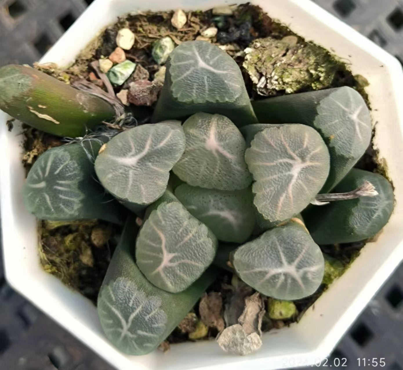 7363 飛 鳥 アスカ