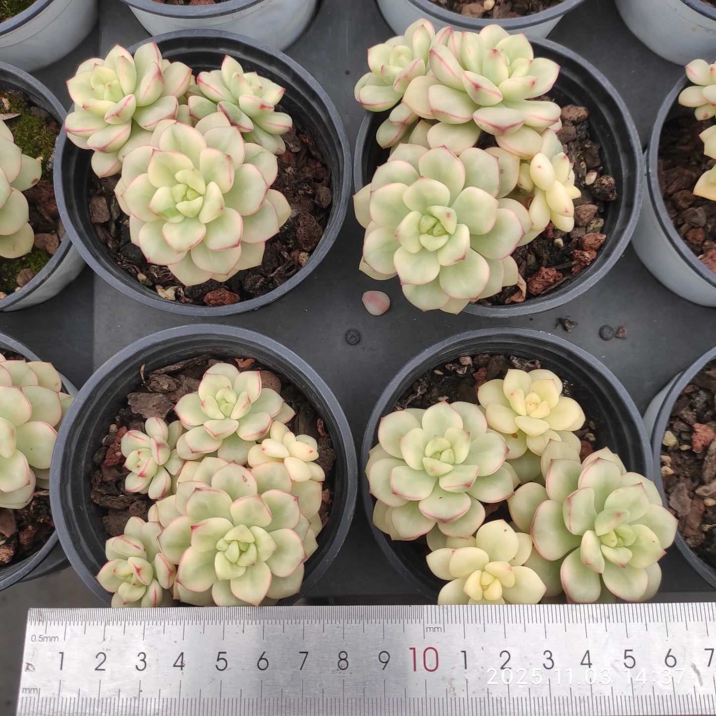 22323 タンゴ 錦（9cm pot）